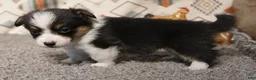 Welsh Corgi Pembroke dogs for sale: Ella - Ad 3