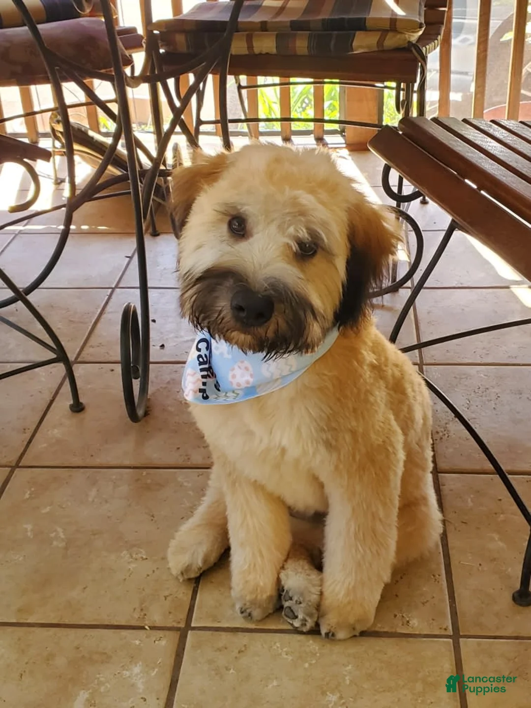 Gallery Image {{count}}