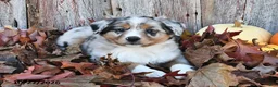 Australian Shepherd dogs for sale: Alex  - Ad 3