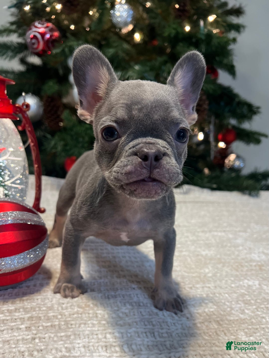 French Bulldog dogs for sale: Bella Akc - Ad 5