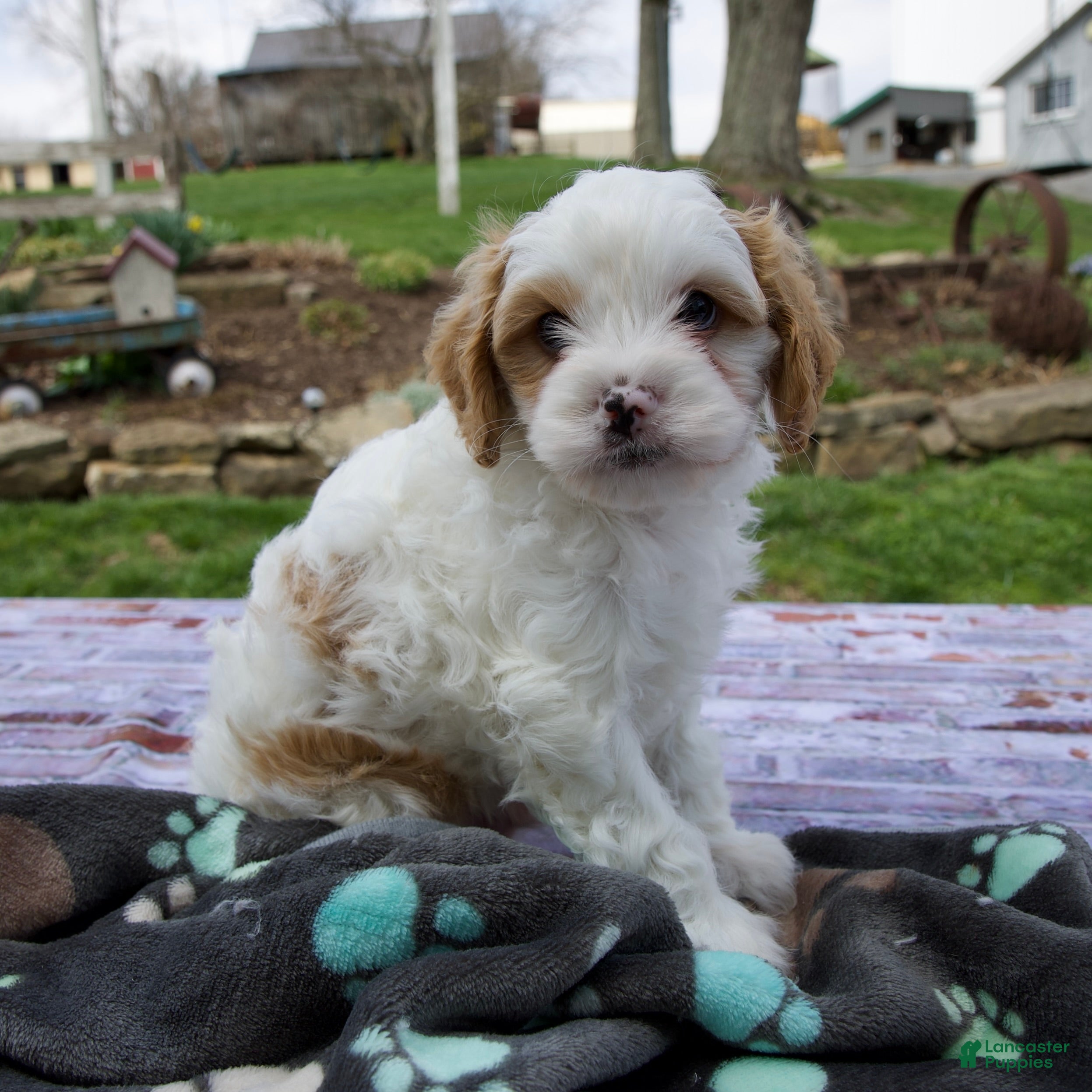 Cavapoo dogs Leo - Ad 1