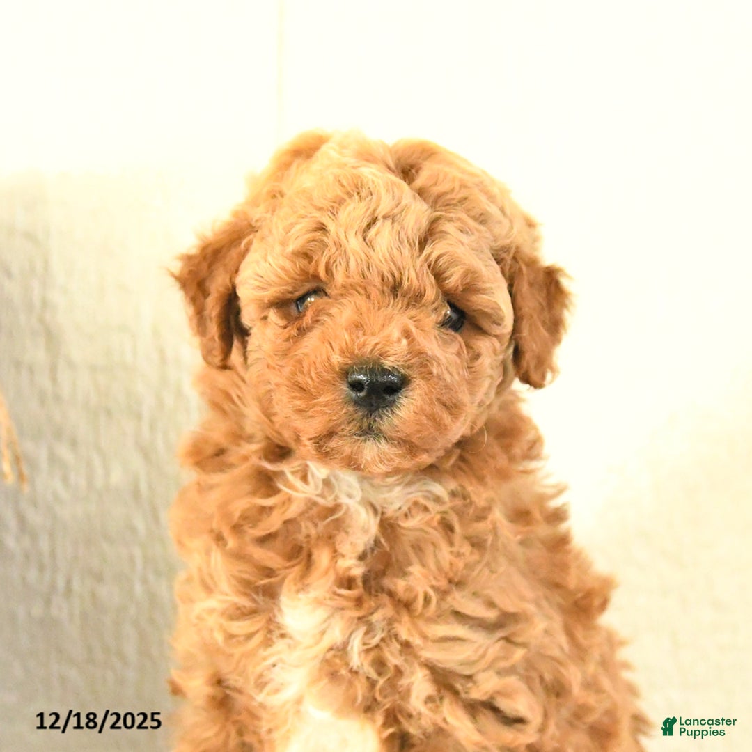 Toy Poodle dogs for sale: Bear - Ad 2