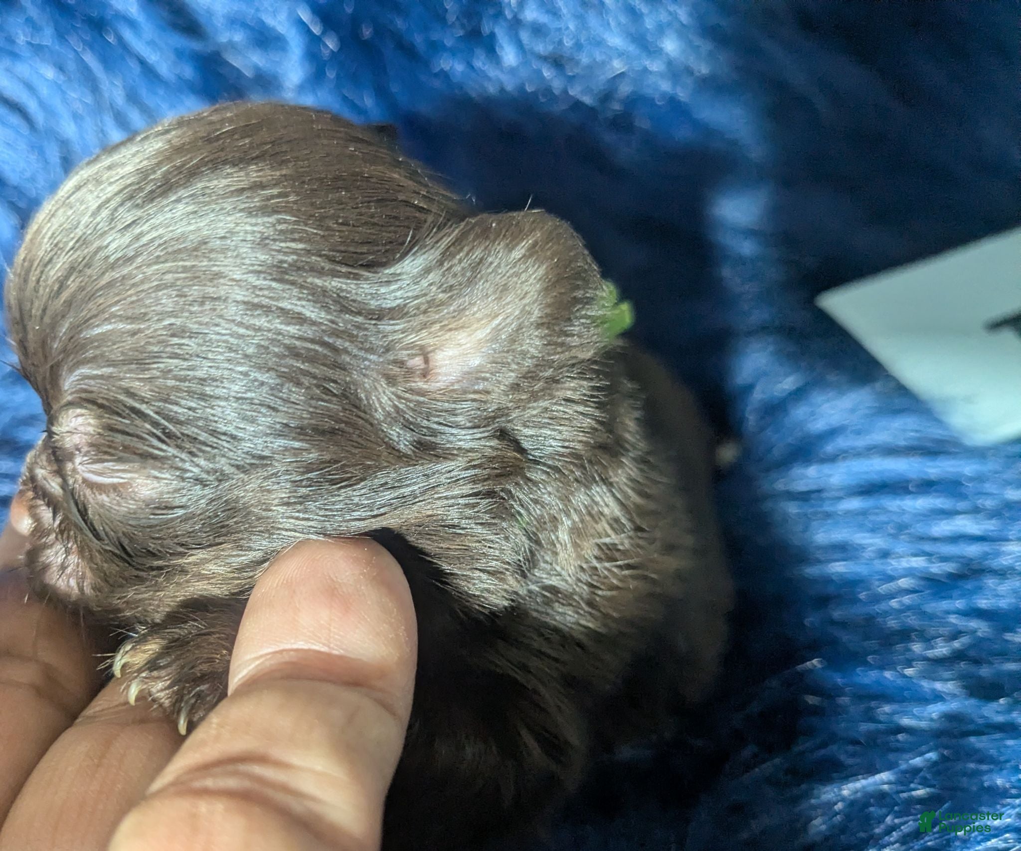 Chihuahua dogs Teacup Apple Head Twix    - Ad 8