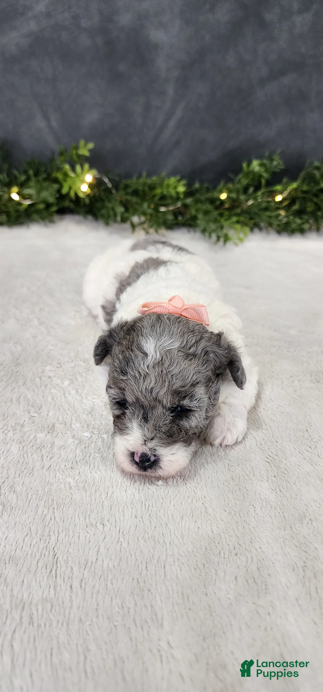 Miniature Poodle dogs for sale: Angel - Ad 5