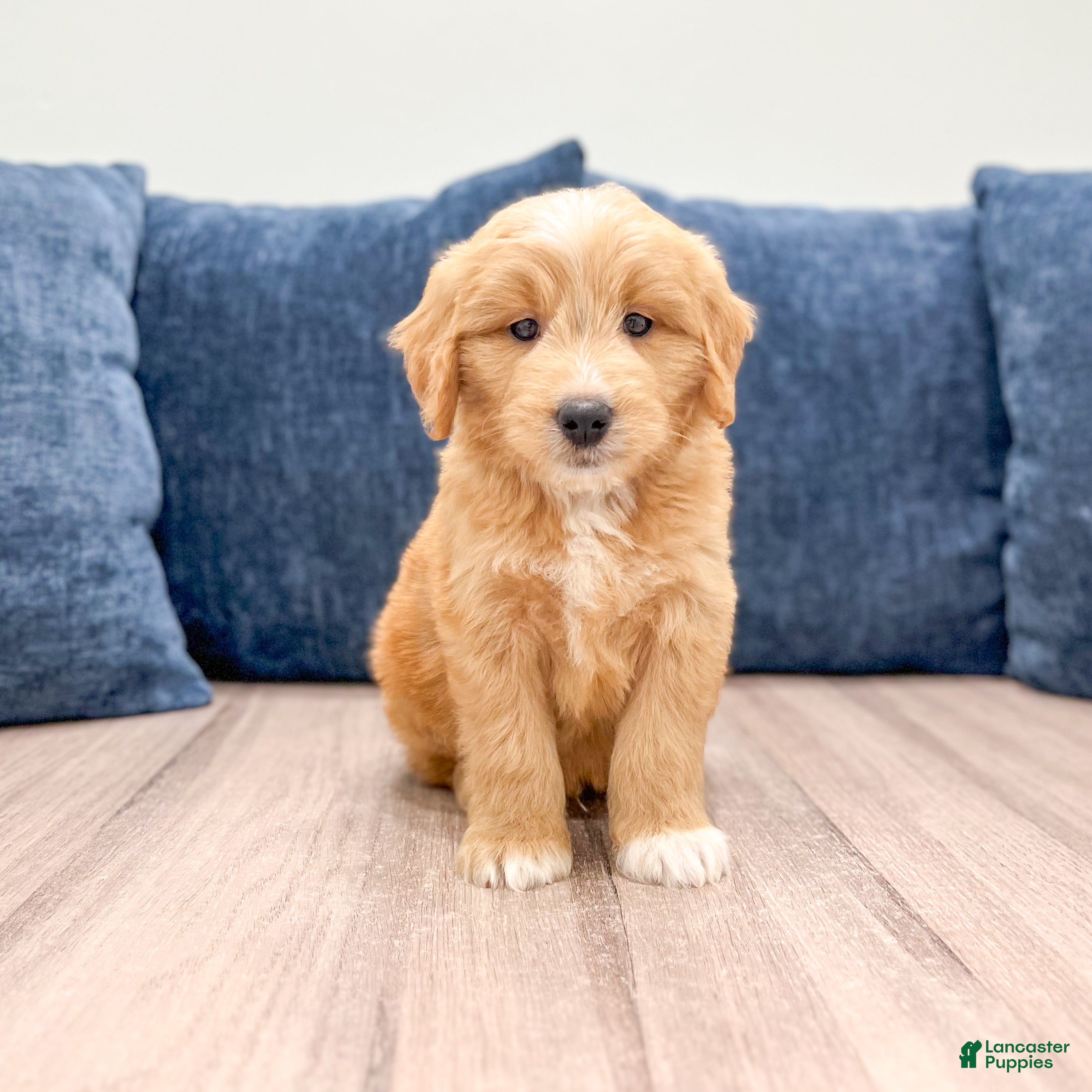 Mini Goldendoodle dogs Lance - Ad 1