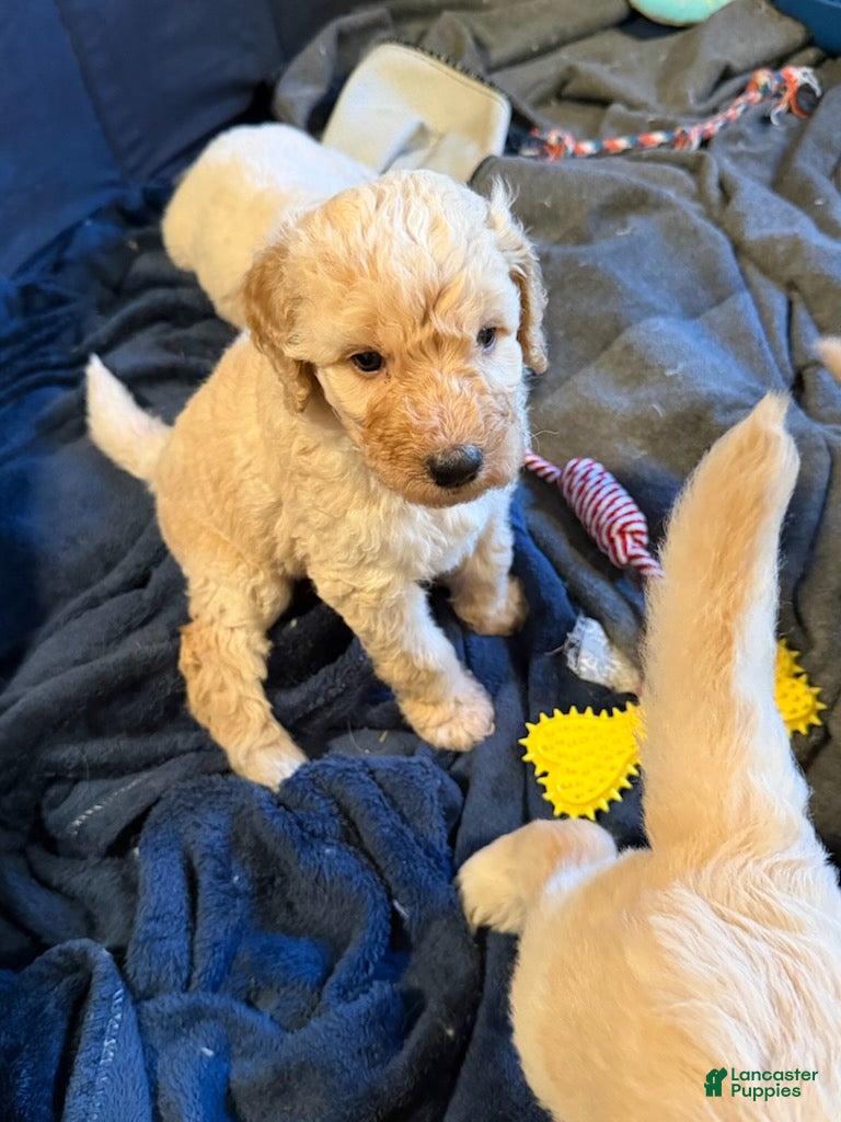 Goldendoodle dogs Boy 1 - Ad 9