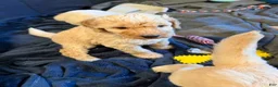 Goldendoodle dogs for sale: Boy 1 - Ad 1