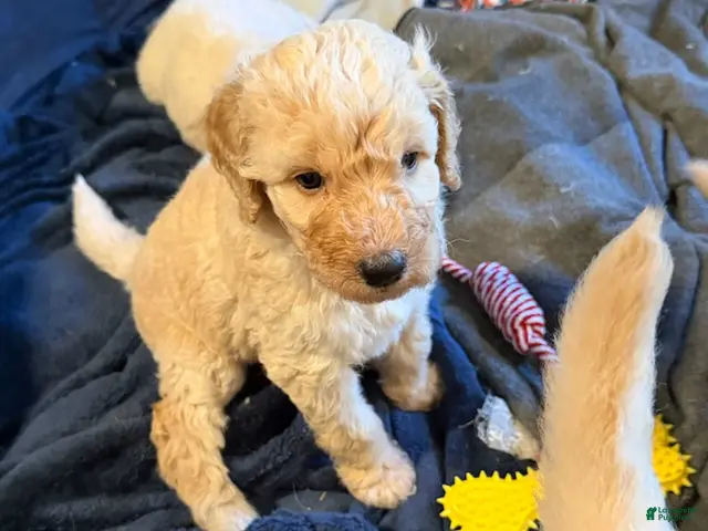 Goldendoodle dogs Boy 1 - Ad 37