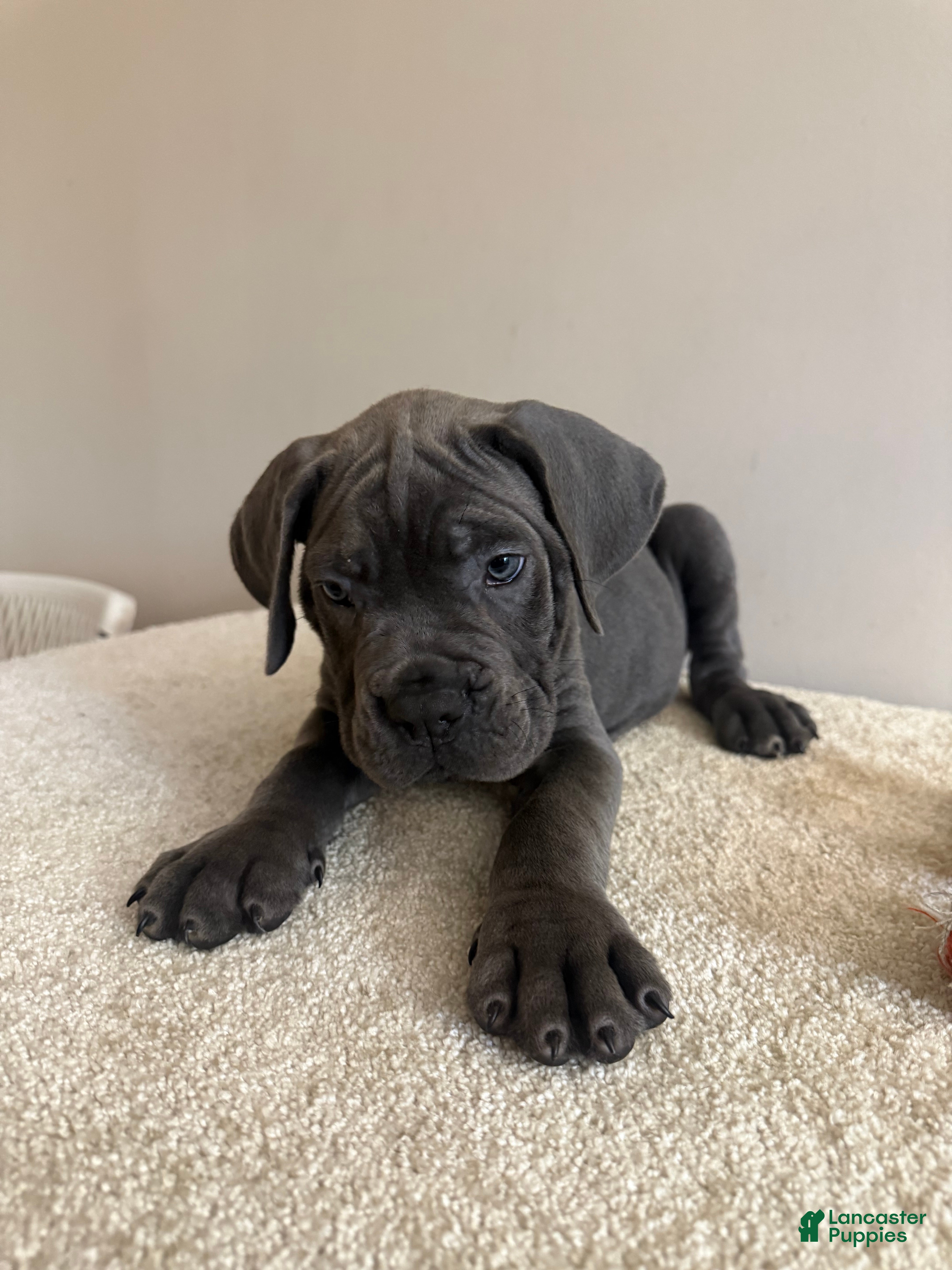 Cane Corso dogs Thor  - Ad 2
