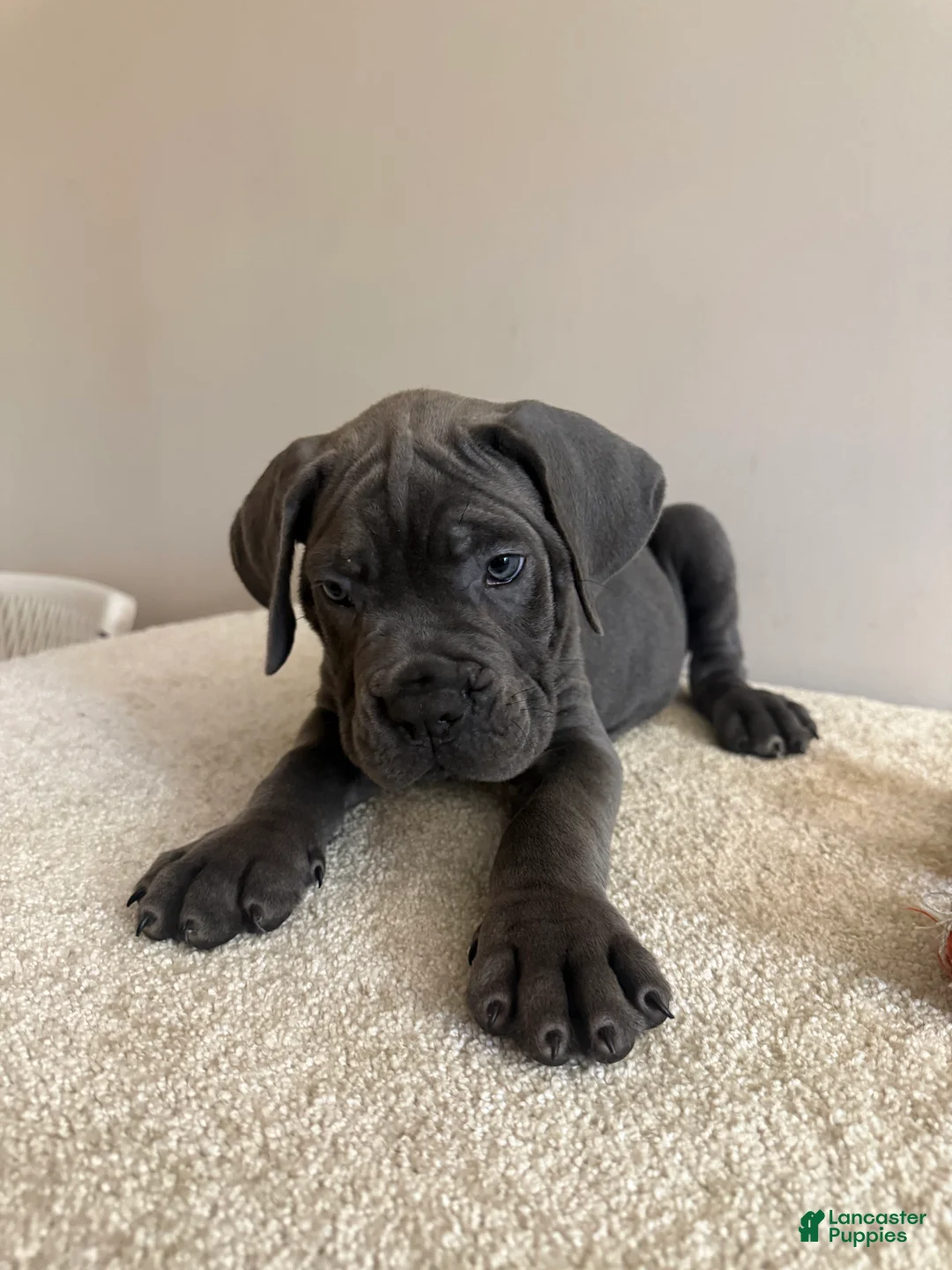 Cane Corso dogs for sale: Thor  - Ad 2