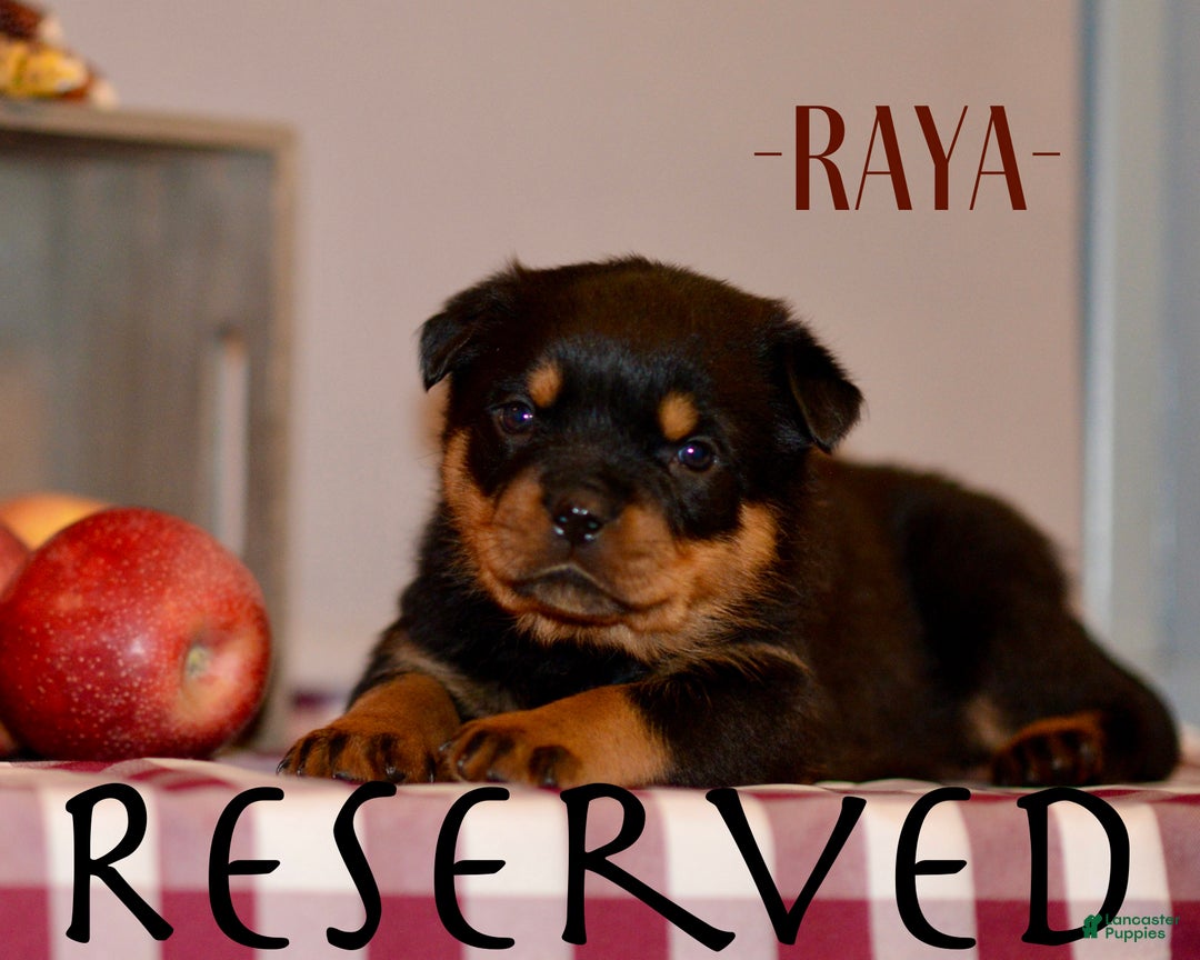 Rottweiler dogs for sale: Raya - Ad 1