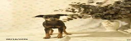 Miniature Pinscher dogs for sale: Phiona - Ad 2