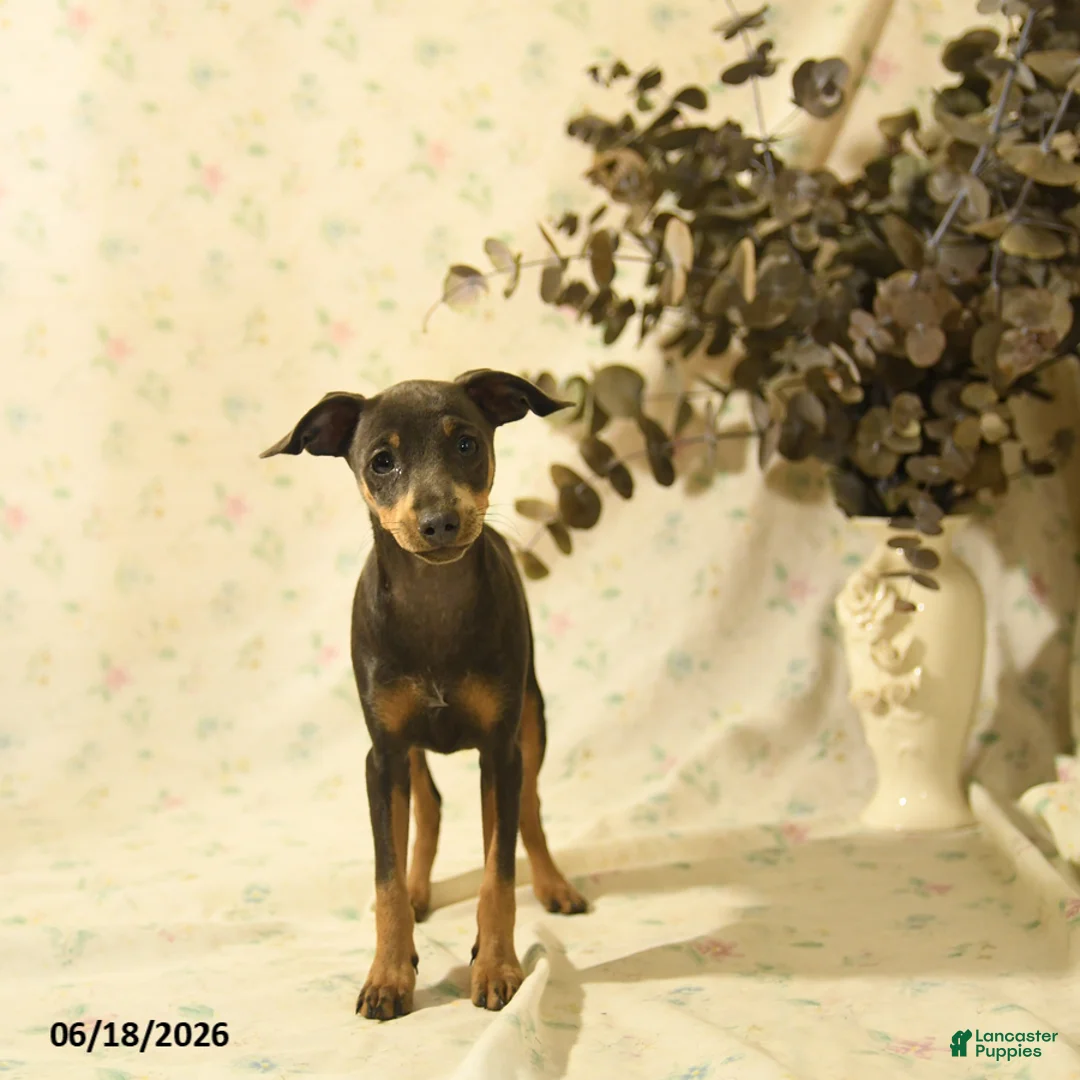 Miniature Pinscher dogs for sale: Phiona - Ad 2