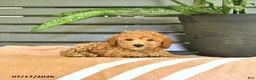 Miniature Poodle dogs for sale: Cornelius - Ad 1