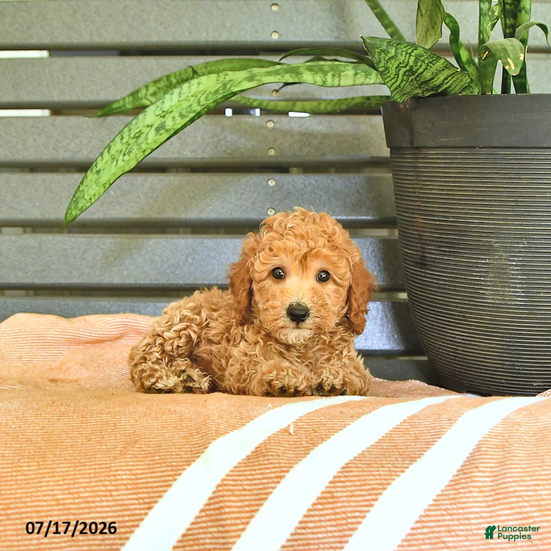 Miniature Poodle dogs for sale: Cornelius - Ad 1