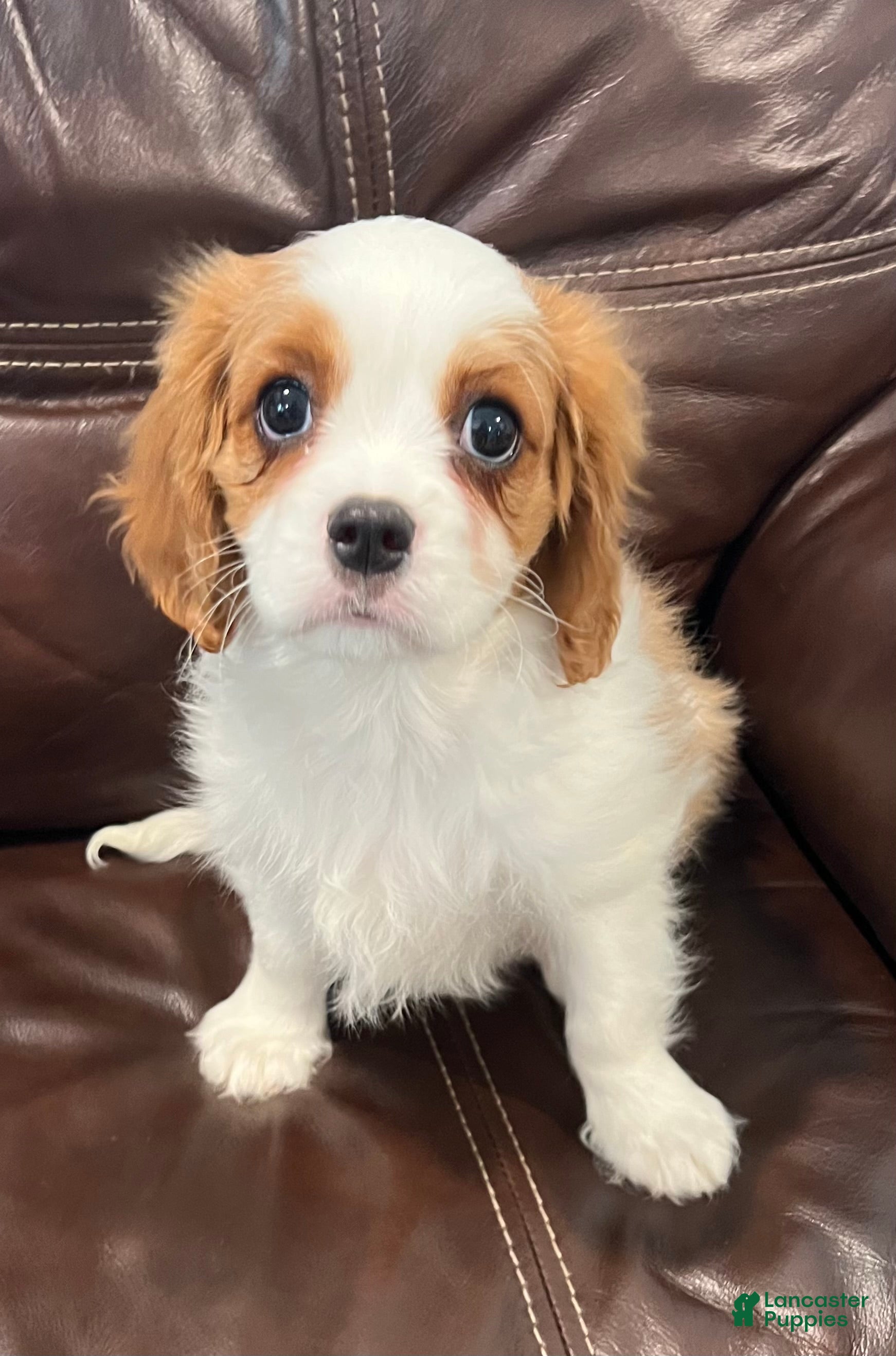 Cavalier King Charles Spaniel dogs Cavalier King Charles Spaniel Puppy 3 - Ad 1