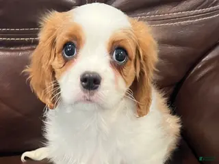 Cavalier King Charles Spaniel dogs for sale: Cavalier King Charles Spaniel Puppy 3 - Ad 4