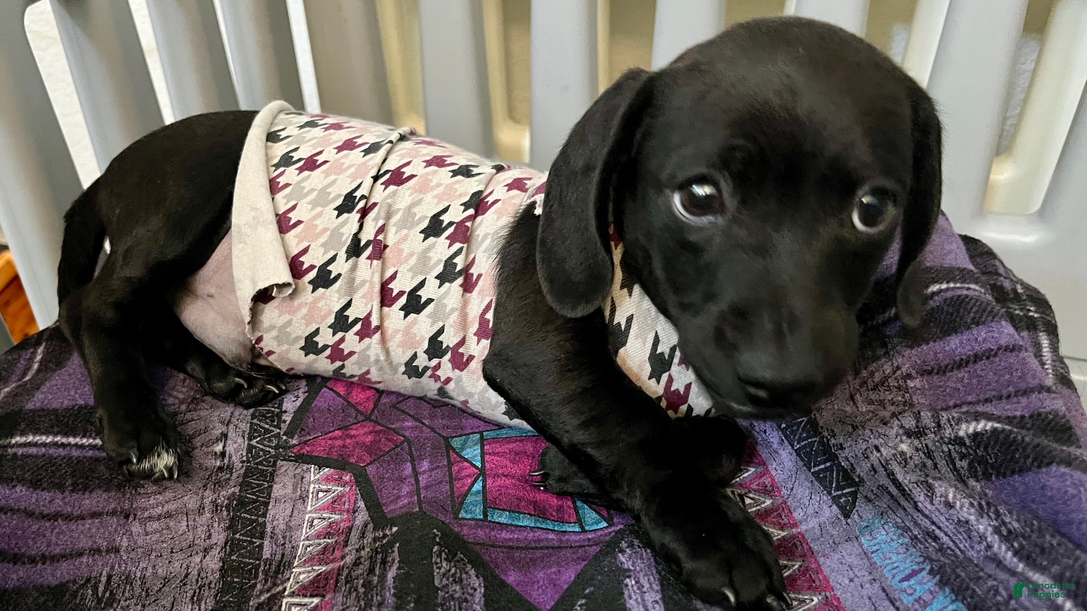 Dachshund dogs Dachshund Puppy 1 - Ad 1