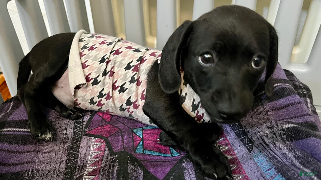 Dachshund dogs for sale: Dachshund Puppy 1 - Ad 1