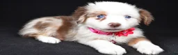 Miniature Australian Shepherd dogs for sale: Donna - Ad 5