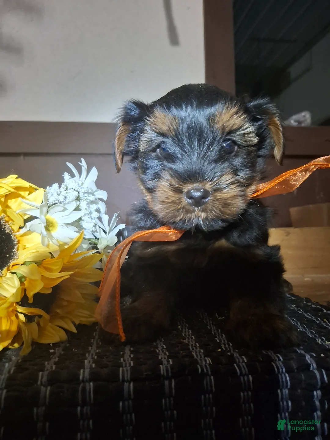 Yorkshire Terrier dogs for sale: Yorkshire Terrier Puppy 2 - Ad 1