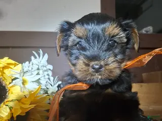 Yorkshire Terrier dogs Yorkshire Terrier Puppy 2 - Ad 11