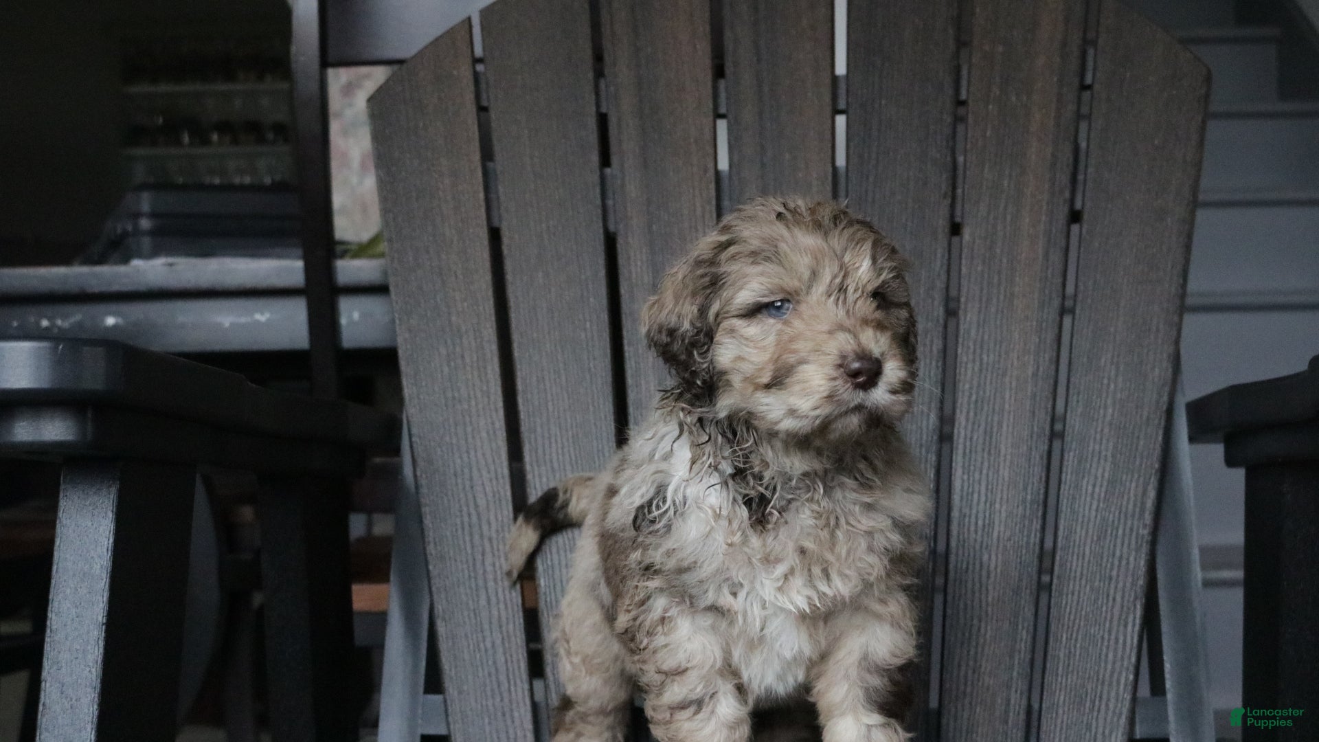 Newfypoo dogs Reni - Ad 19