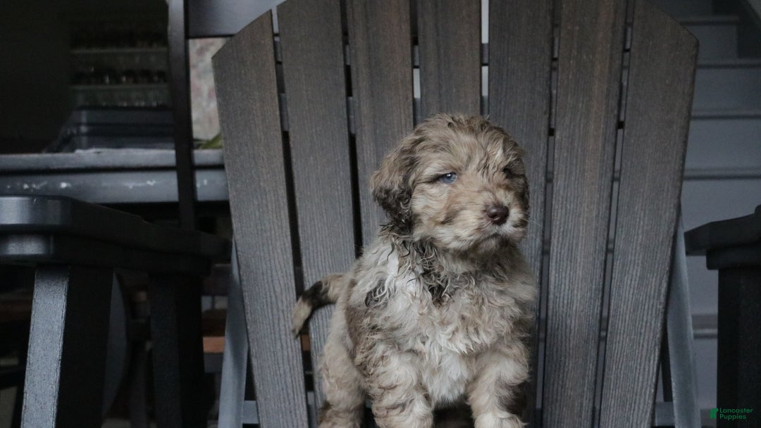 Newfypoo dogs for sale: Reni - Ad 8