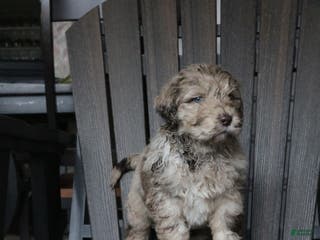 Newfypoo dogs Reni - Ad 5