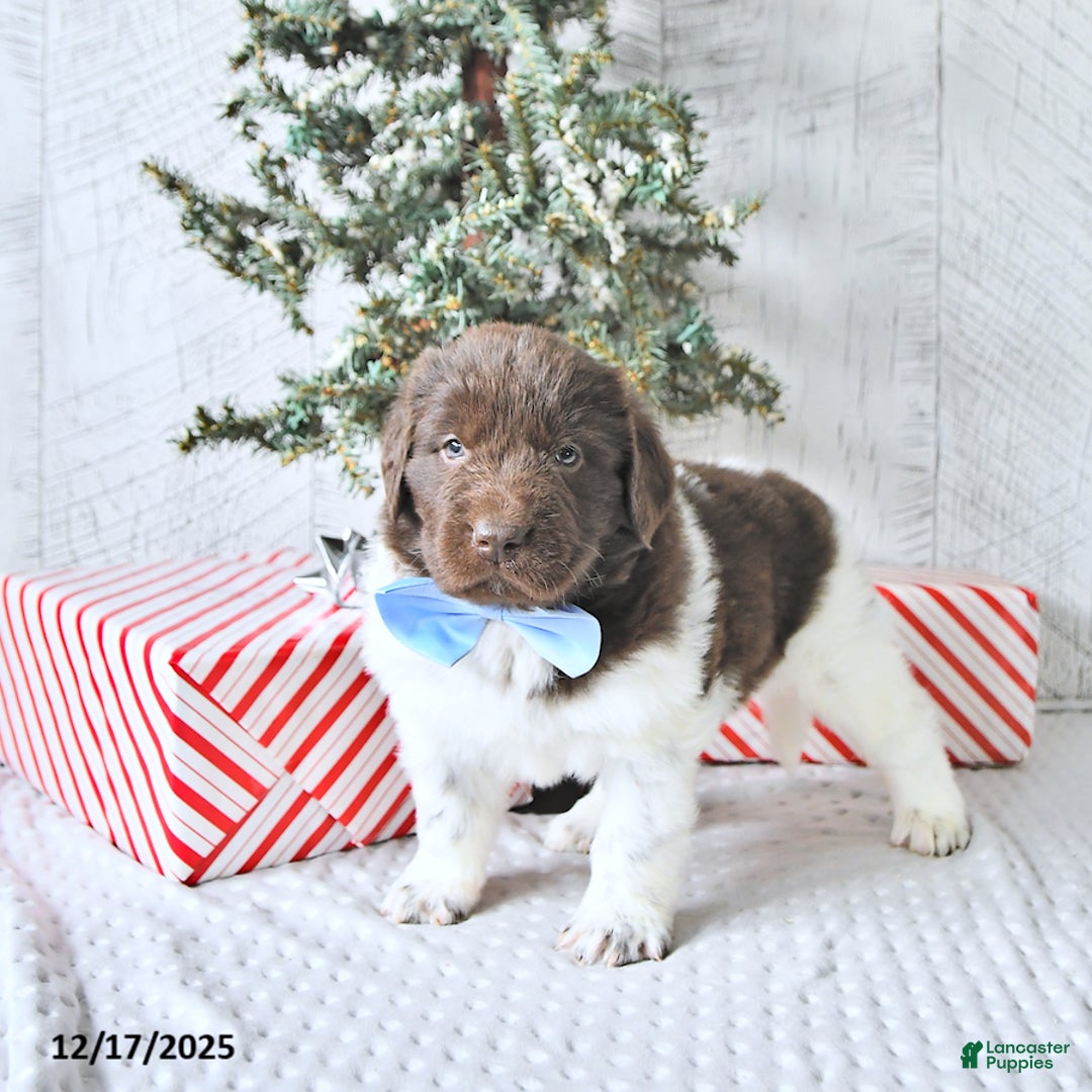 Newfoundland dogs for sale: Ivy - Ad 2