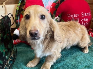 Miniature Dachshund dogs Ricky - Ad 1