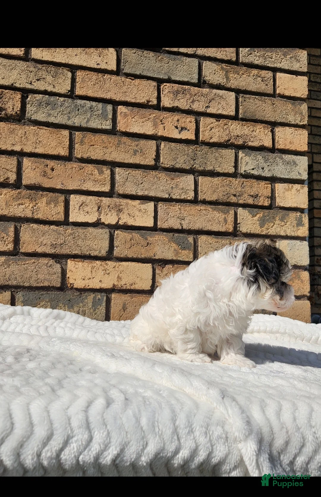 Havapoo dogs for sale: Rio - Ad 2