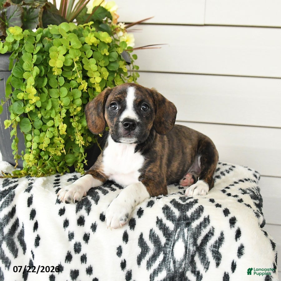 Beaglier dogs Maggie - Ad 2