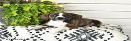 Beaglier dogs for sale: Maggie - Ad 2