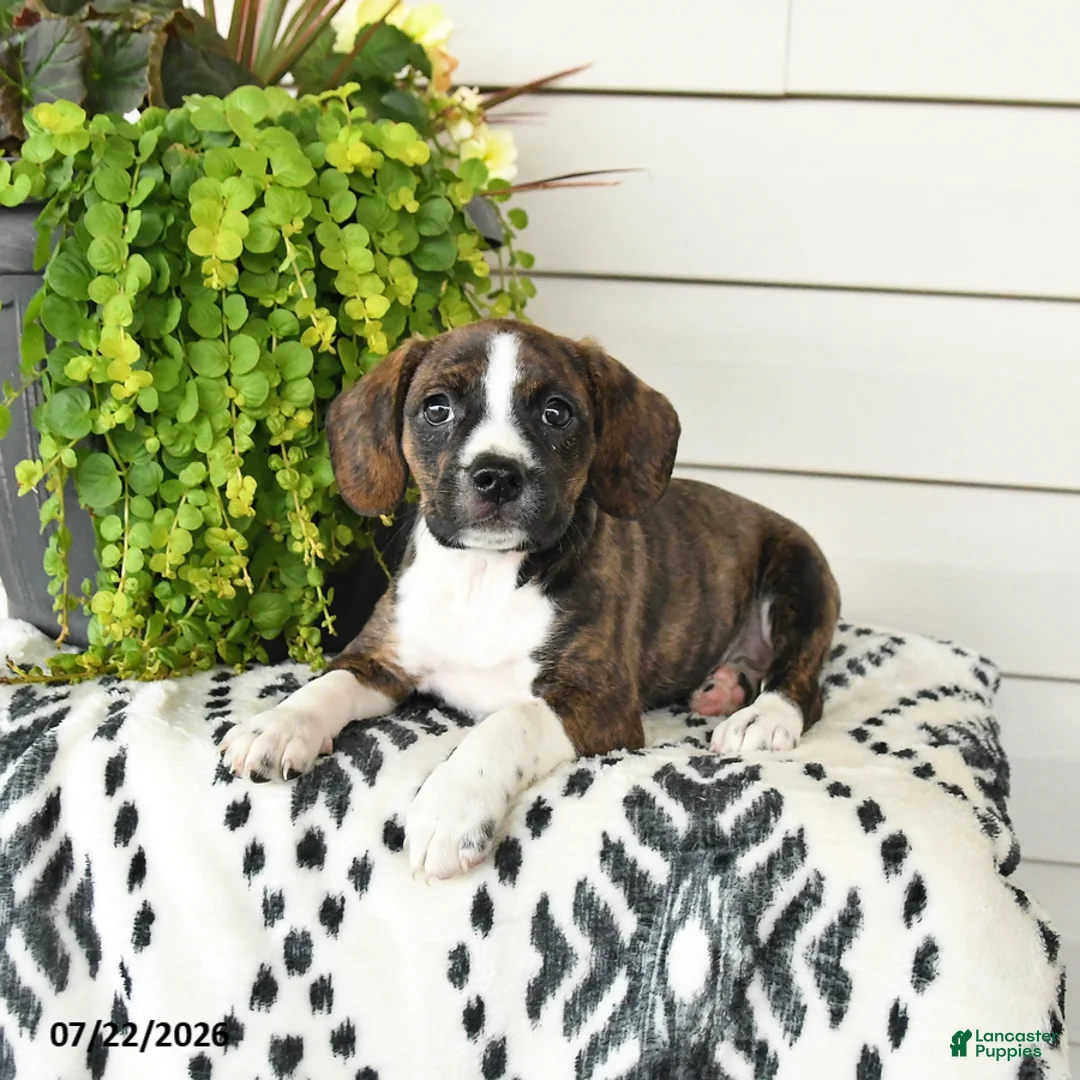 Beaglier dogs for sale: Maggie - Ad 2