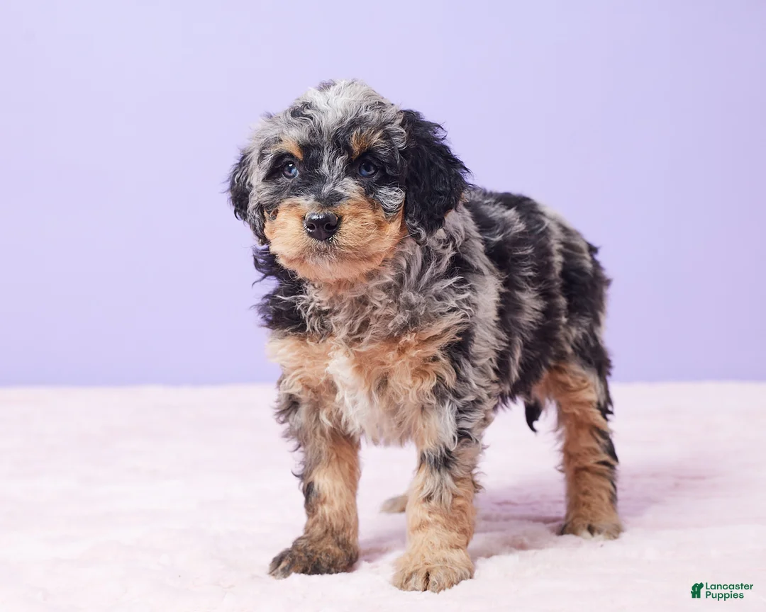 Mini Bernedoodle dogs for sale: Mabel - Ad 9