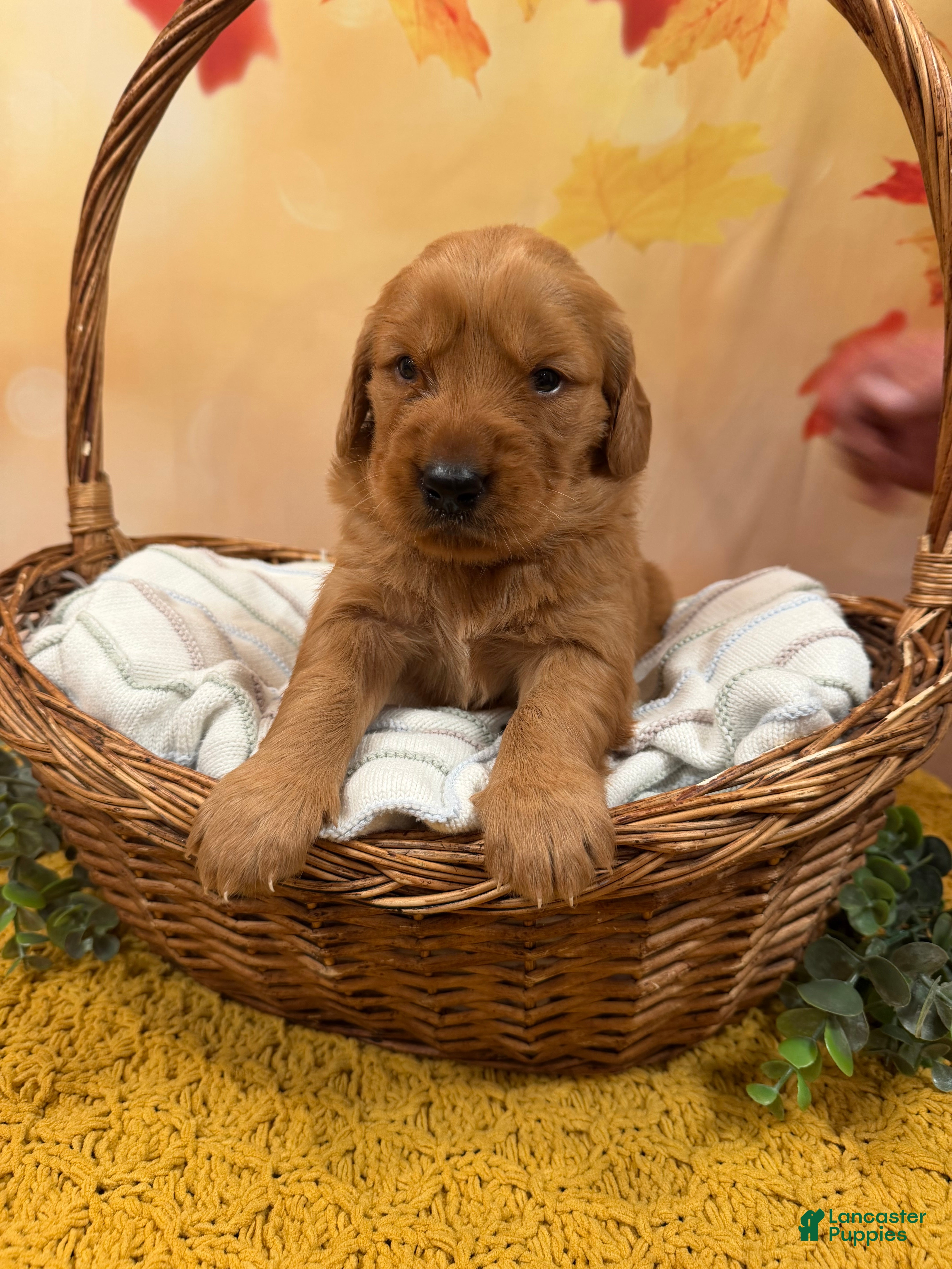 Golden Retriever dogs Autumn  - Ad 2