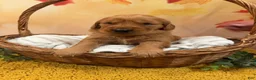 Golden Retriever dogs for sale: Autumn  - Ad 2
