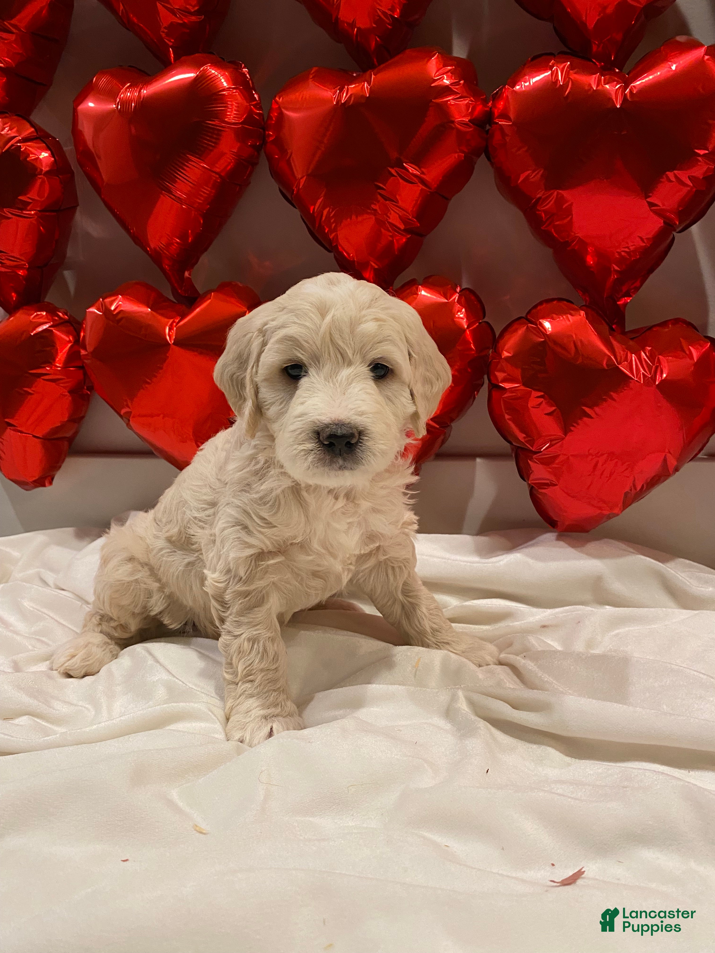 Mini Goldendoodle dogs Navy  - Ad 2