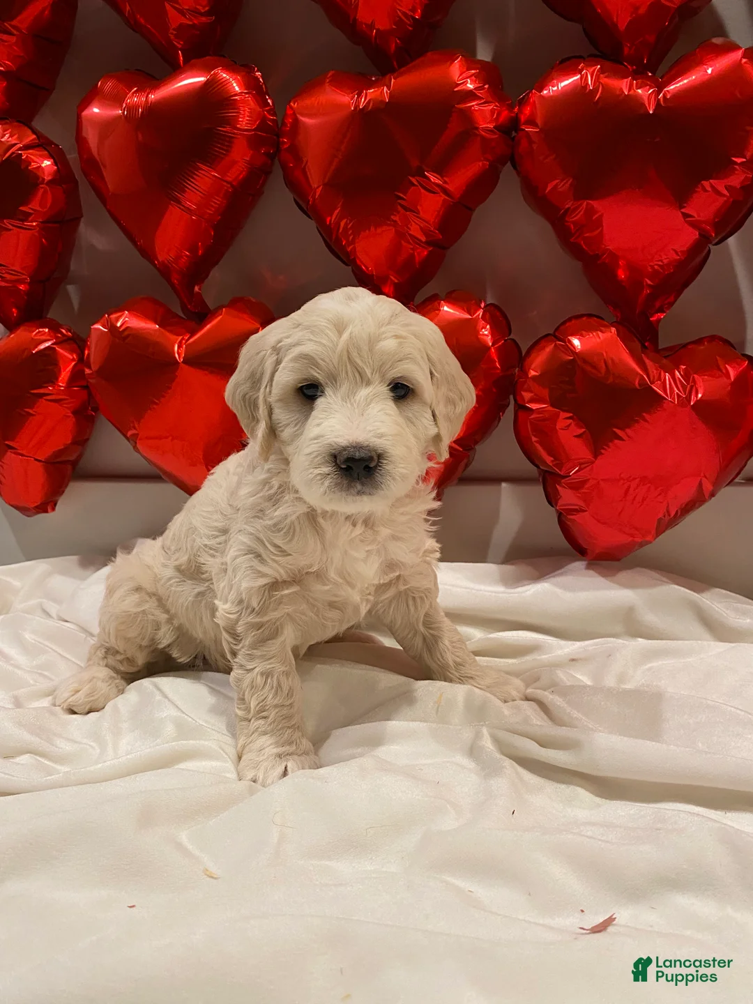 Mini Goldendoodle dogs for sale: Navy  - Ad 2
