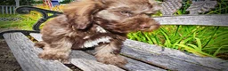 Havapoo dogs for sale: Frisco - Ad 6
