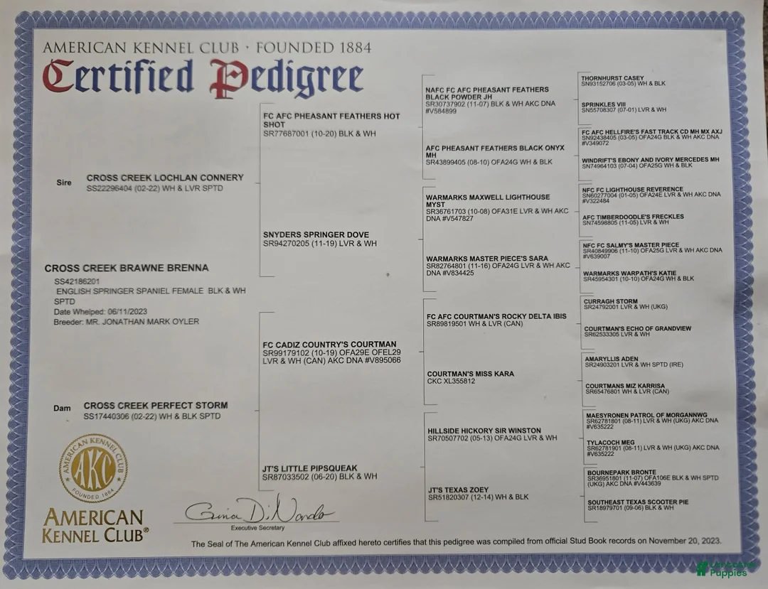 English Springer Spaniel dogs for sale: Boomer - Ad 4