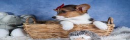 Welsh Corgi Pembroke dogs for sale: Leo - Ad 5