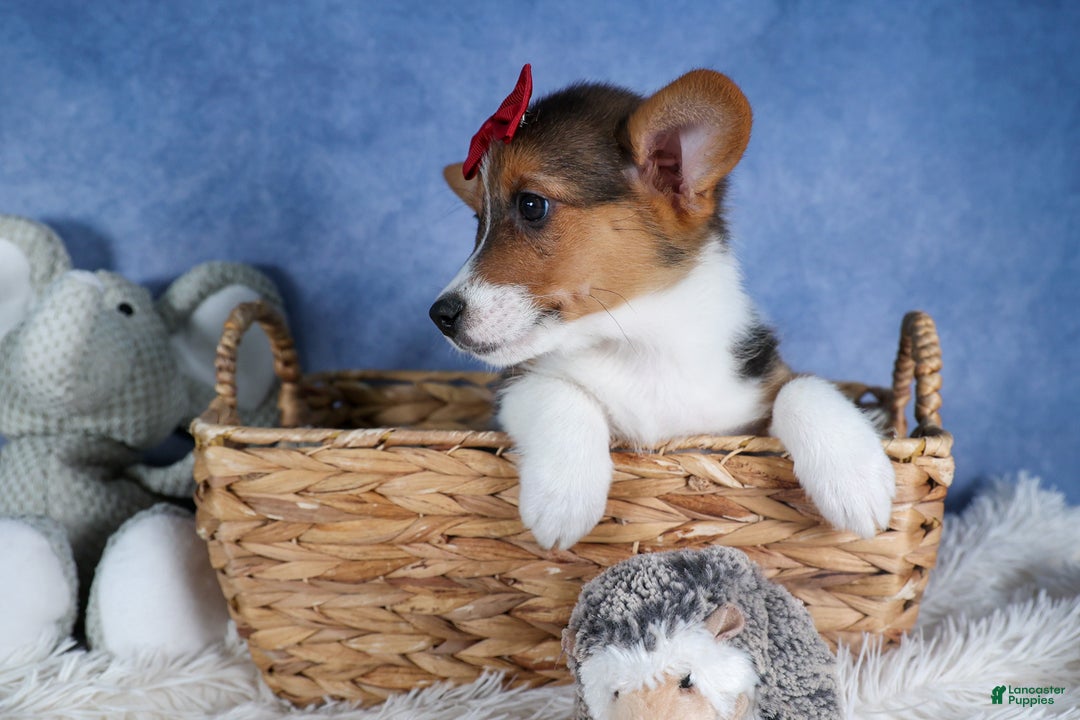 Welsh Corgi Pembroke dogs for sale: Leo - Ad 5