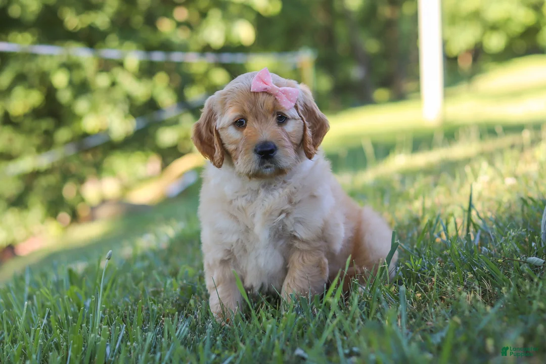 Mixed Breed dogs for sale: Jada - Ad 2