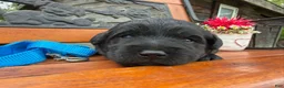 Labradoodle dogs for sale: Clint (Boy) - Ad 1