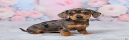 Miniature Dachshund dogs for sale: Beauty - Ad 3