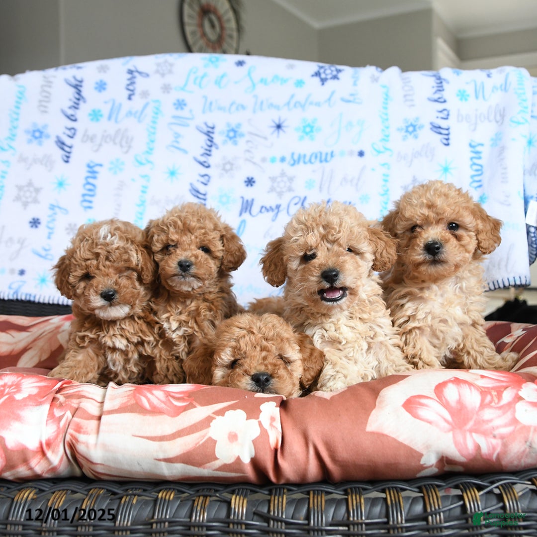 Miniature Poodle dogs for sale: Munchkin - Ad 5