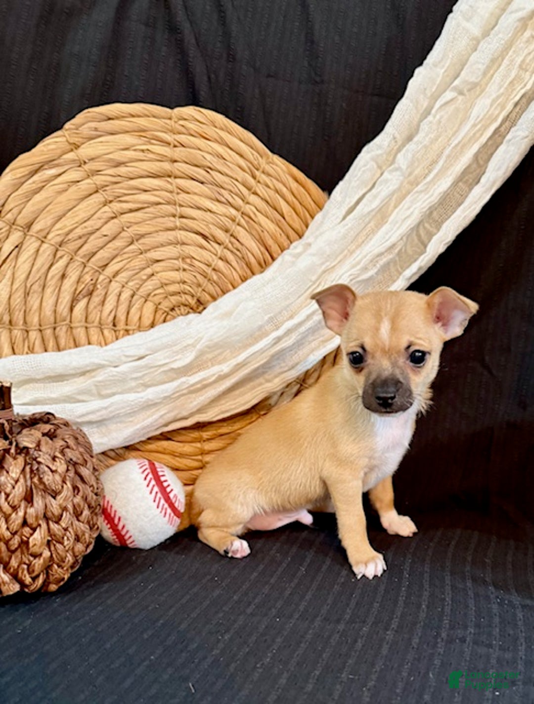 Chihuahua dogs for sale: Faris - Ad 2