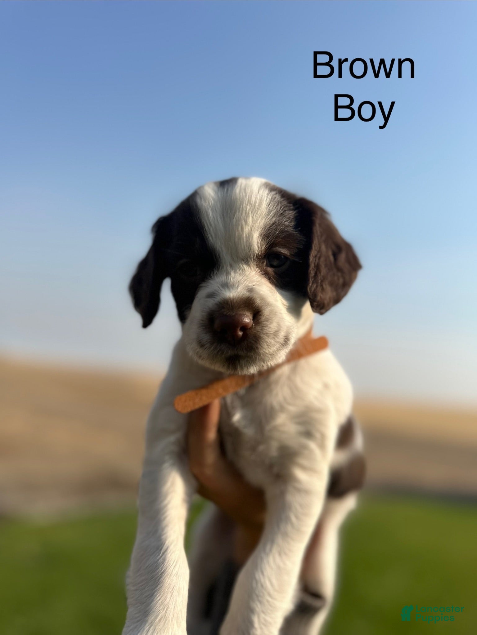 Mixed Breed dogs Mixed Breed 1 - Ad 31